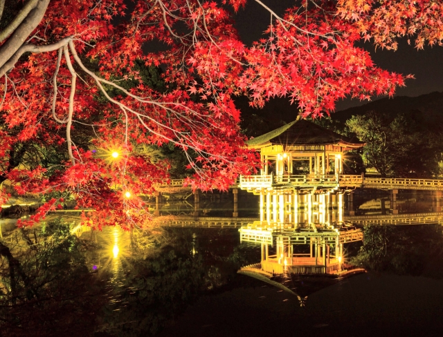 奈良公園の紅葉　夜景