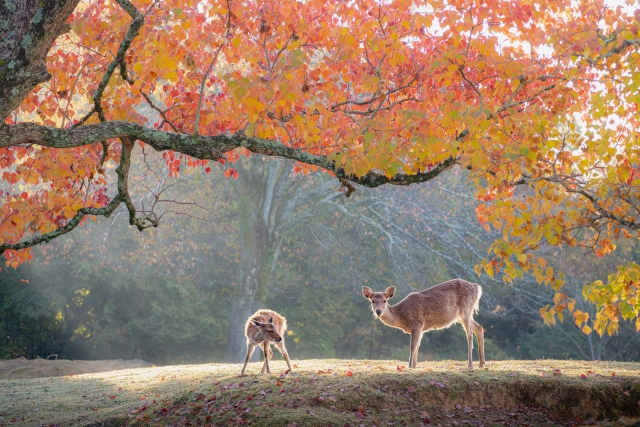 奈良公園の鹿と紅葉