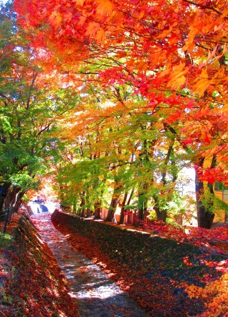 河口湖 紅葉回廊