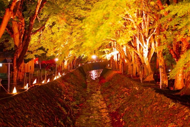 河口湖 紅葉回廊ライトアップ
