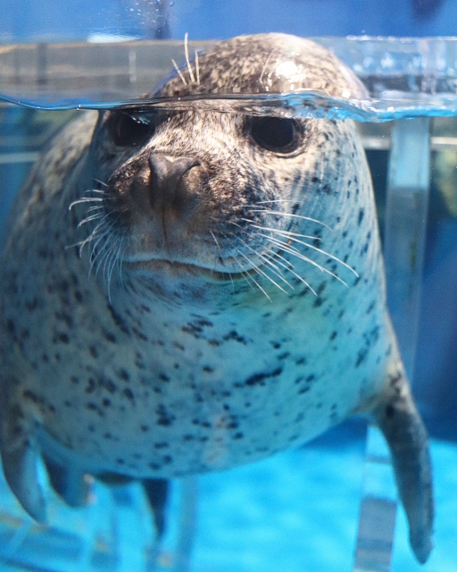 のとじま水族館のゴマアザラシ